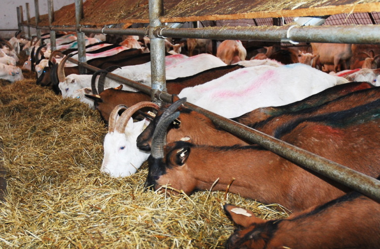 Radní pogratulovali k úspěchu Kozí farmě Pěnčín